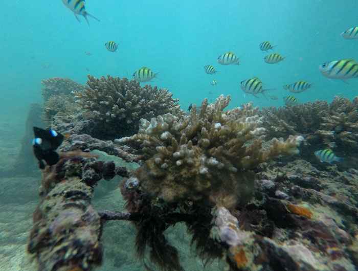 Ocean protector-banner-img1