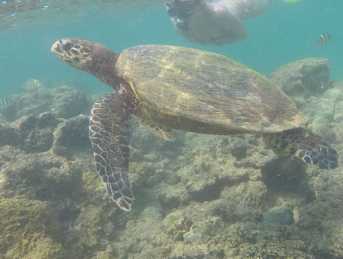 Snorkeling-img-banner-5